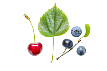 cherry, blue berry and leaf isolated on a transparent background