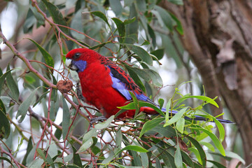 Crimson Rosella bird perched on a tree branch in Australia