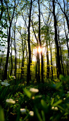 Obraz premium Spring in the forest with bright sun shining through the trees, blurry foreground, with white tones