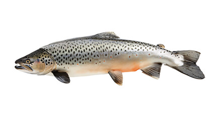 Naklejka premium fish isolated on a transparent background