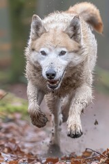 Obraz premium Muddy Canine in Motion: A Wolfdog's Energetic Run Through Autumn Leaves
