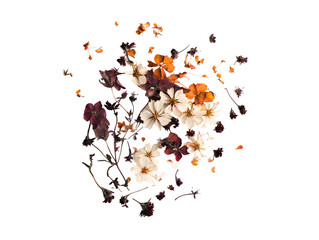 Floating Dried Flowers in Dark Setting Transparent Background, PNG