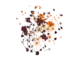 Floating Dried Flowers in Dark Setting Transparent Background, PNG