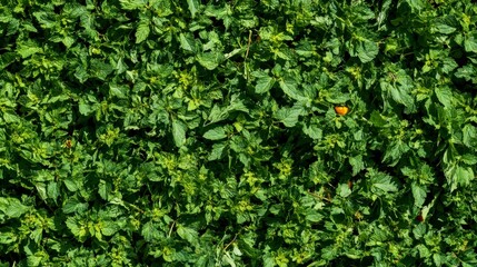 Fototapeta premium Intricate Mint Plant Pattern - A Lush Green Garden Display