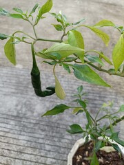 Pohon cabe