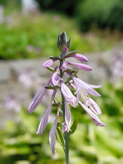 Hosta mauve flowers in flowerbed. Hosta plantaginea or plantain lilies shade-loving garden...