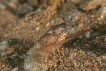 Fish swim in the Sea of the Philippines
