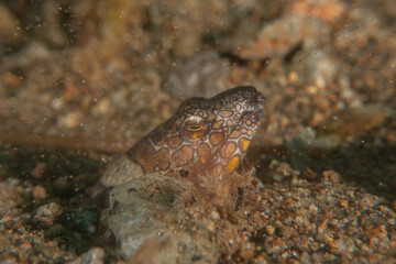 Fish swim in the Sea of the Philippines
