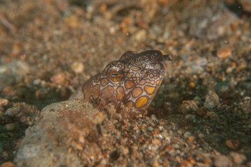 Fish swim in the Sea of the Philippines
