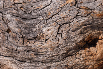 a fragment of an old tree trunk with a winding structure of wood