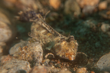 Fish swim in the Sea of the Philippines
