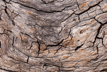 a fragment of an old tree trunk with a winding structure of wood