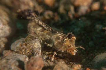 Fish swim in the Sea of the Philippines
