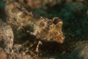 Fish swim in the Sea of the Philippines
