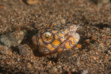 Fish swim in the Sea of the Philippines
