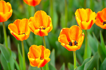 Fototapeta premium Spring blooming tulip field. Flowers tulips, Spring floral background.