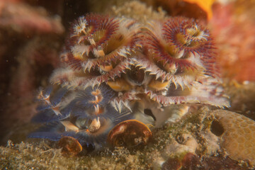 Coral reef and water plants in the Sea of the Philippines
