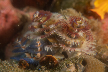 Coral reef and water plants in the Sea of the Philippines
