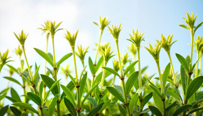 Obraz premium Green budding trees sprouting under clear sky, symbol of new life