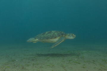 Obraz premium Hawksbill sea turtle in the Sea of the Philippines 