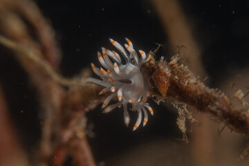 Sea slug in the Sea of the Philippines

