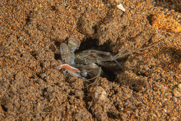 long-legged spider crab in the Sea of the Philippines
