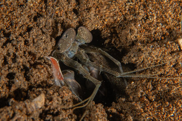 long-legged spider crab in the Sea of the Philippines