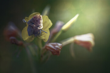 Der Zauberer von Orchid