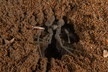 long-legged spider crab in the Sea of the Philippines