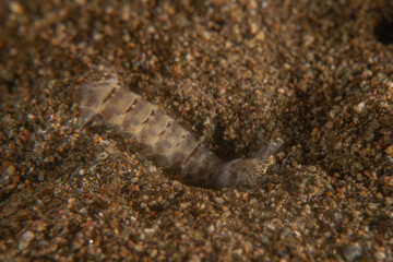 Sea slug in the Sea of the Philippines
