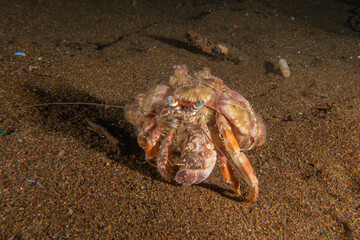 Hermit Crab  in the Sea of the Philippines
