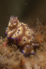 Sea slug in the Sea of the Philippines
