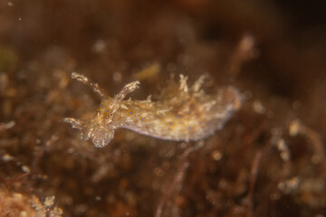 Sea slug in the Sea of the Philippines
