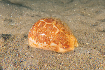 Conus Textile On the seabed in the Red Sea, Eilat Israel
