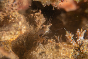 long-legged spider crab in the Sea of the Philippines