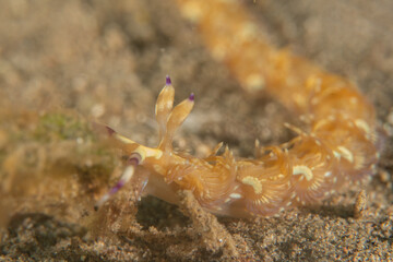 Sea slug in the Sea of the Philippines

