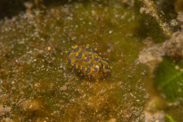 Sea slug in the Sea of the Philippines

