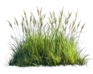 Lush Green Grass Meadow with Tall Blades and Delicate Seed Heads Transparent Background, PNG