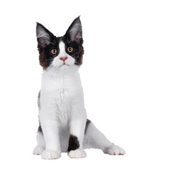Handsome black and white Maine Coon cat kitten, sitting funny facing front. Looking above and beside camera. Isolated cutout on a transparent background.