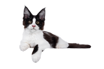 Handsome black and white Maine Coon cat kitten, laying down side ways on edge. Looking straight to camera. Isolated cutout on a transparent background.