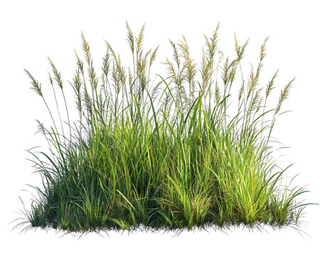 Lush Green Grass Meadow with Tall Blades and Delicate Seed Heads Transparent Background, PNG