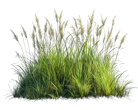 Lush Green Grass Meadow with Tall Blades and Delicate Seed Heads Transparent Background, PNG