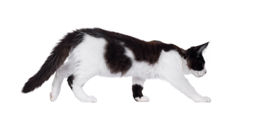 Handsome black and white Maine Coon cat kitten, walking side ways. Looking straight ahead and away from camera. Isolated cutout on a transparent background.