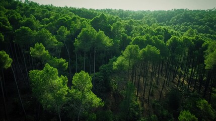 Aerial view of a vibrant green forest with tall trees under a clear sky