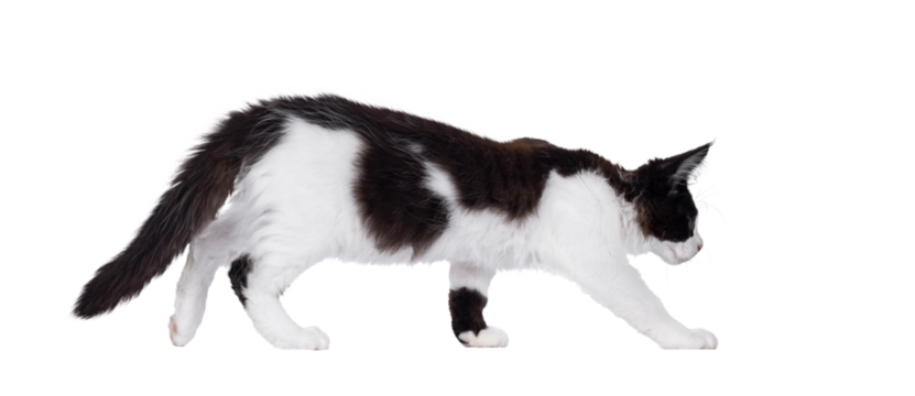 Handsome black and white Maine Coon cat kitten, walking side ways. Looking straight ahead and away from camera. Isolated cutout on a transparent background.