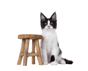 Handsome black and white Maine Coon cat kitten, sitting up facing front beside little wooden stool. Looking straight to camera. Isolated cutout on a transparent background.