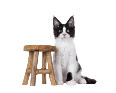 Handsome black and white Maine Coon cat kitten, sitting up facing front beside little wooden stool. Looking straight to camera. Isolated cutout on a transparent background.
