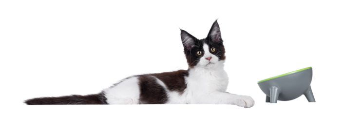 Handsome black and white Maine Coon cat kitten, laying down beside futuristic food bowl. Looking straight to camera. Isolated cutout on a transparent background.