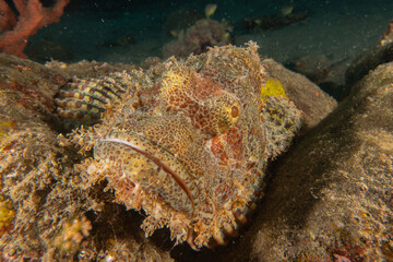 Fish swim in the Sea of the Philippines

