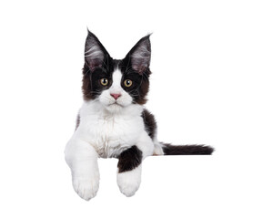 Handsome black and white Maine Coon cat kitten, laying down with paws hanging over edge for banner....